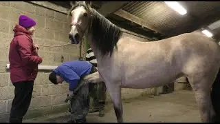 Bella Goes to see Steven Beane, the Worlds Best Farrier