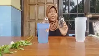 Praktikum Transportasi Tumbuhan Seledri dan Pacar Air [ Dita Indra Liana/2021015228]