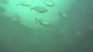 Salpas