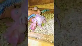 ringneck cheeks look hand check out video viral#parrotvideos #parrot #parrotplaytime #birds