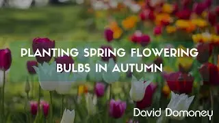 A guide to planting spring flowering bulbs in autumn