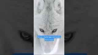 Wolves: Masters of Social Bonds and Cooperative Hunting | YouTube Shorts