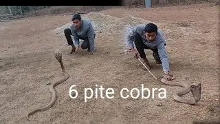 rescue Indian spectacled #cobra  venomous #snake catcher maaz sayed sirsi91+6364660978