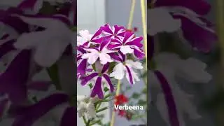 Verbeena collections, pink with violet shade