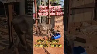 बाजारातील मोकाट गुरे, कुत्रे यांच्यासाठी पिण्याच्या पाण्याची व्यवस्था केली | #saveanimals and birds