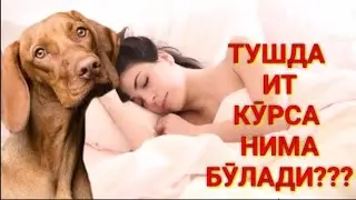 🐕😱ТУШГА ИТ КИРСА НИМА БӮЛАДИ 🐕tushga it kirsa nimabuladi #valijontv#