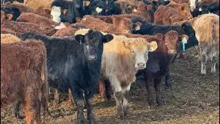 Nathan Allers - 800# March Delivery Heifers - 230 Head (Daysland, AB)