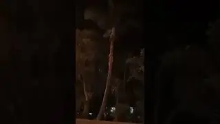 Climbing a Palm Tree... At Night!