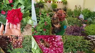 مكون واحد  مجاني غني بالمعادن قوي يساعد النباتات على النمو ويقضي على الفطريات ويجعل نباتاتكم مخضرة 