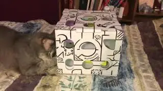 Cat amazing Sliders!