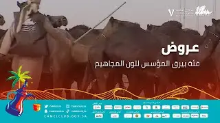 🎥 | عروض فئة بيرق المؤسس للون المجاهيم 🐪 #مهرجان_الملك_عبدالعزيز_للإبل7  #همة_طويق