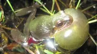 David Blackburn, Frog Communication | California Academy of Sciences