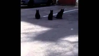 frateleNORD - Mama şi altele