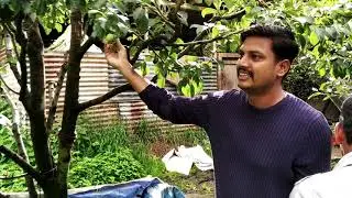 Apple forest