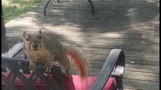 Squirrel fail 😦  |  snacking on shelled walnuts as well