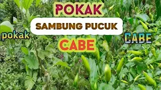 Cabe Disambung Pokak Bisa ?! Hasil Melimpah Umur Tahan Lama