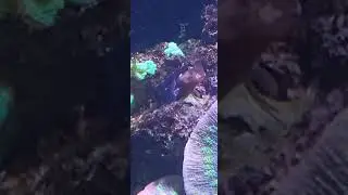 Salarias ramosus, звездчатая собачка #fish #aquarium #reef