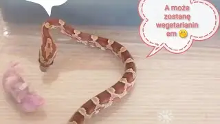 Węże dla paczatkujacych wąż zbożowy 🤔
