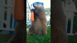 Mr. Sparkle Sings Here Comes The Rain In Maine 🎤🐾 #groundhog #mr #sparkle #sing #song #cute