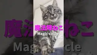 魔法陣ねこ　＃異世界＃ cat＃Magic circle＃