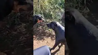 Zuko the Rottweiler causing drama