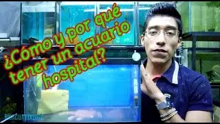 Acuario hospital | el truco para mejorar la salud de tus peces