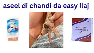 aseel murge ki chandi ka behtareen ilaj / aseel bumble foot treatment 