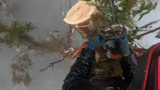 Climbing trees in the rain because I can!
