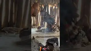 Kara tribe Omo valley Ethiopia #short #ethiopia #omovalley #omoregiontours #omoriver #shortvideo