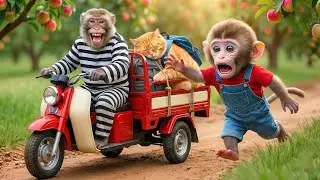 🐵🐱 Monkey & Fat Cat Rescue Fat Cat From a Baboon Kidnapper
