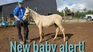 New baby horse alert! Welcome to the farm