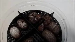 Underwoodisaurus milii are hatching - snakeguy Channel