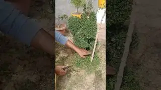 topiary kese banate h dekhen #topiary  #topiar #gardenlovers #naturelovers #plants #design