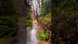 #asmr #rain #nature Relaxing Rain Walk | Deep Sleep, Focus & Meditation