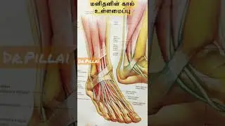 Human Foot Structure #askdoctorpillaitamil #doctorpillai