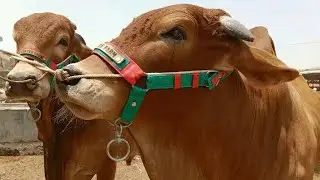 Model Cattle Farms | Part 2 | LIMITED STOCK FRESH YOUNG ANIMALS FULL ACTIVE & HEALTHY BULLS
