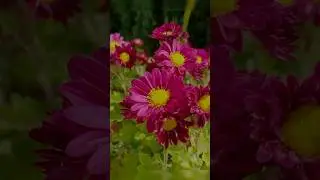 Blumen im Garten🌷. Wundersch&ouml;ne Natur #blumen #garten #natur #flowers #gardenflowers #natureflowers