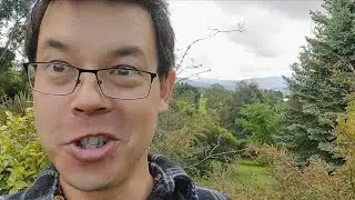 Wood - starting a stockpile