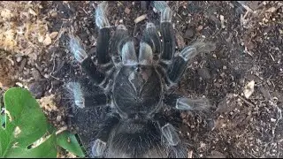 Giant Blue Bloom Bird Eater Tarantula Catches a Cricket