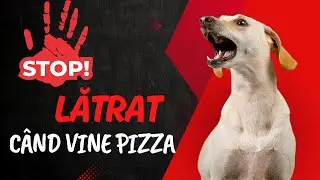 Cum dresezi cainele sa nu mai latre la interfon