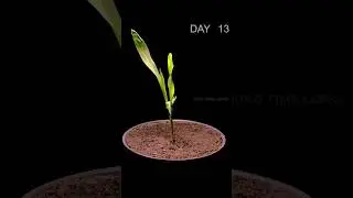 Corn Time Lapse. #corn, #timelapse #plant