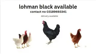 Lohman Black Hens for Sale | Best Egg Laying Breed | Cargo Available Pakistan | 03189693314