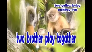 two brother yellow baby monkeys play together|silver leaf monkey #9|wildlife99