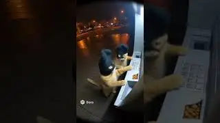 dos gatos ladrones🙀🙀 #humor #ia