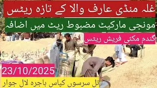 Munji ka rate today 2025| Gandam price today| makki till Sarso| ghalla Mandi rate today 