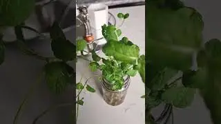 #mint leaves growing in a bottle of water