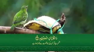 surah yasin translation in urdu