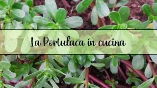 Scopriamo la portulaca/Come usarla in cucina