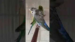 Male Black wing Hagoromo #breeding #budgies #hagoromo #blackwing