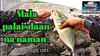 FIELD TESTING EP026 | BULLZEN MINI BULL DRAGON | TORPEDO ULTRALIGHT SET| UAE FISHING 2023